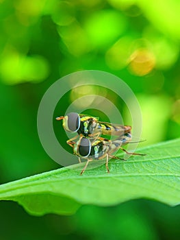 a pair of Hoverflies, also known as syrphid flies were seen breeding